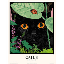 Le Chat  - Catus felis sylvestris
