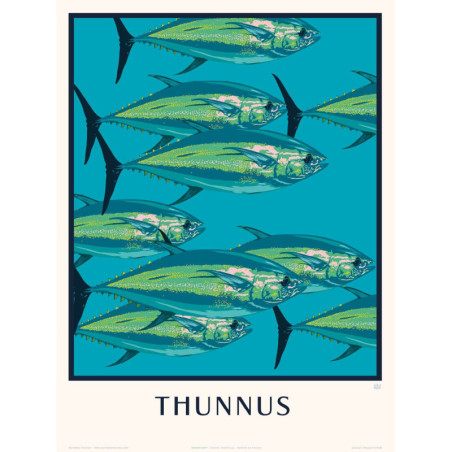 Le Thon - Thunnus