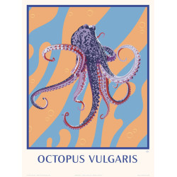 Le Poulpe - Octopus vulgaris