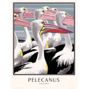 Le Pélican - Pelecanus onocrotalus