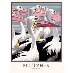 Le Pélican - Pelecanus onocrotalus
